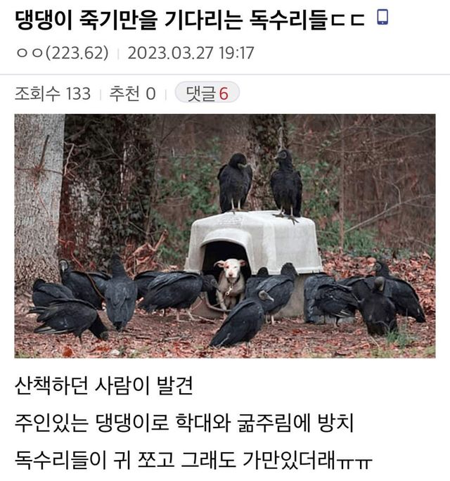 주인에게 ㅂ림받고 독수리 밥이 될 ㅊ지었던 댕댕이 근황