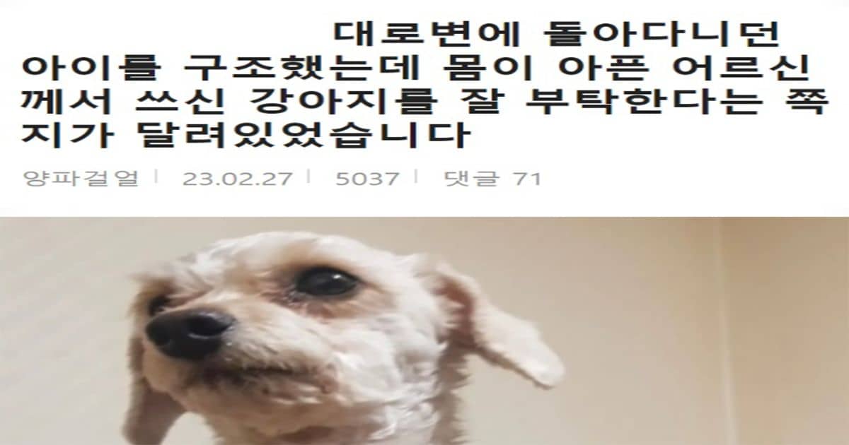 대로변을 돌아다니던 강아지 목에 걸려있던 쪽지..