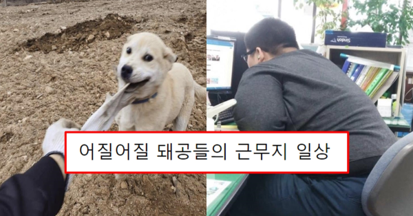 어질어질 돼공들의 근무지 일상