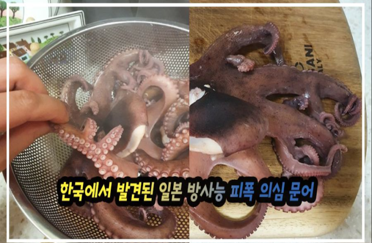 한국에서 발견된 일본 방사능 피폭 의심 문어