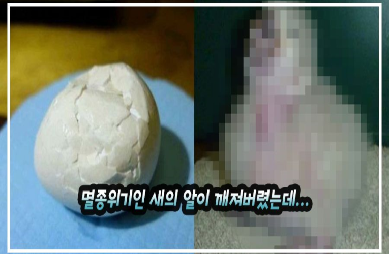 멸종위기인 새의 알이 깨져버렸는데