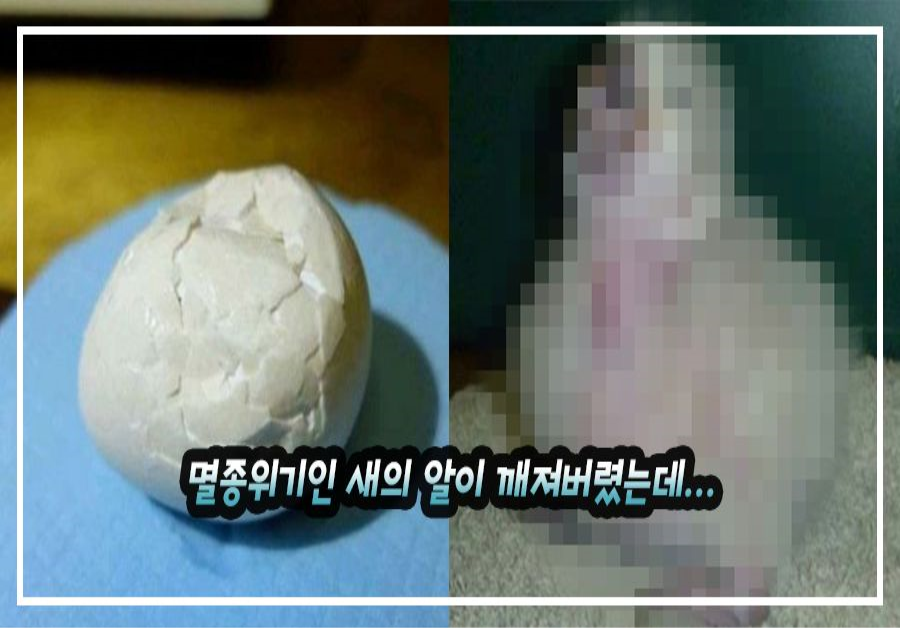 멸종위기인 새의 알이 깨져버렸는데