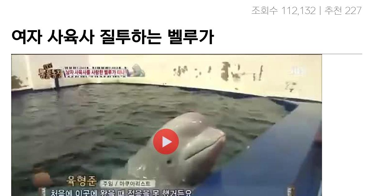 여자 사육사 질투하는 벨루가